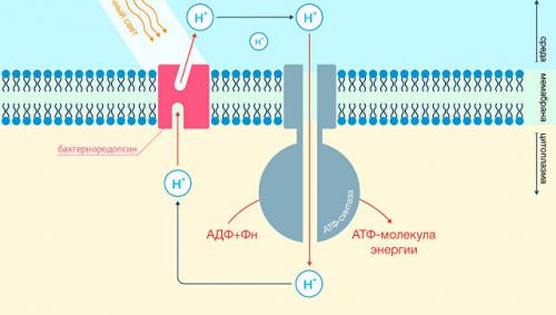 ���������� ������ ������� ��������� ����� ����������� ����